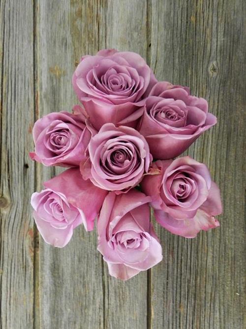  LAVENDER ROSES